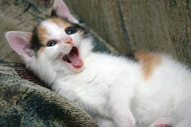 Free Wallpapers Balinese Kitten