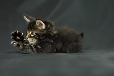 50 Amazing And Weird Wallpapers 2015