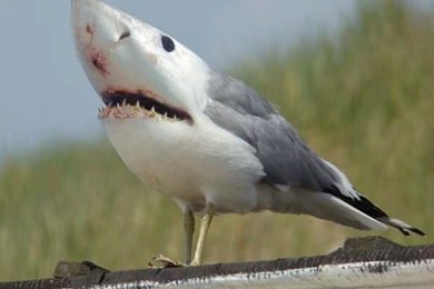 Weird And Freaky Wallpapers The Most Strange Wallpapers