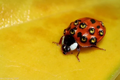 30 Weird Wallpapers Ladybug Backgrounds Wallpapers Desktop ...