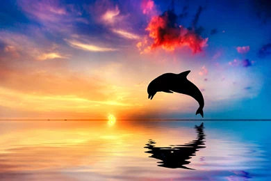 Dolphins Dolphin Ocean Water Life Sun Gde Fon Desktop Backgrounds ...