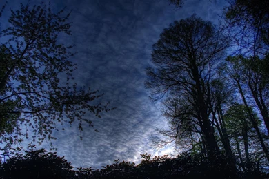 Nature Forest Night HD Wallpapers 540x337 Nature Forest Night HD ...