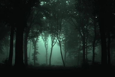 Trees Dark Forest Wallpapers   (