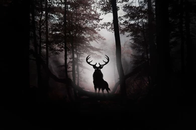 dark forest hd wallpapers widescreen resolution desktop background