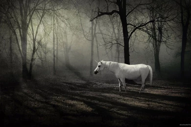 Download 1920x1080 Unicorn In Dark Forest Wallpapers