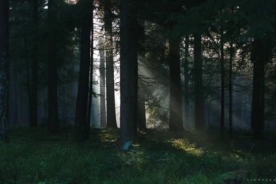 Dark Forest Wallpapers 16 Backgrounds Hdnaturewall.com