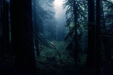 In The Dark Forest Wallpapers Desktop Background