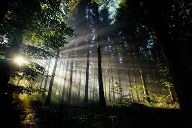 Dark Forest Wallpapers