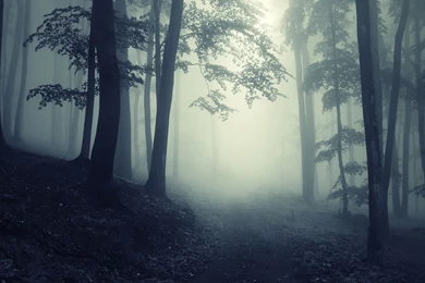 Path Through A Dark Forest Wallpapers   2560x1600   634738