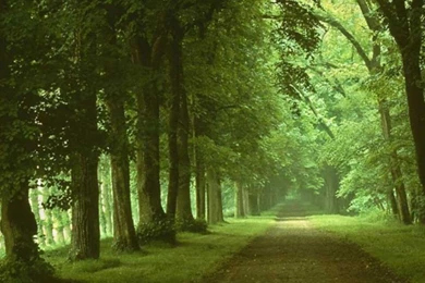 Green Hd Wallpapers ›› Page 0