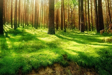 1274 Forest HD Wallpapers