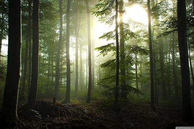 Coniferous Forest HD Desktop Wallpapers : Widescreen : High ...