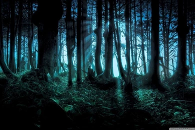 Mysterious Forest HD Desktop Wallpapers : Widescreen : High ...