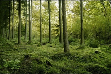 Forest Wallpapers Hd 176866