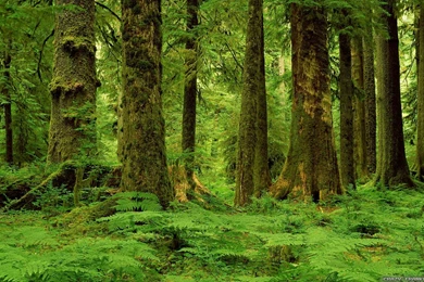 Summer Forest Wallpapers 3   Crazy Frankenstein