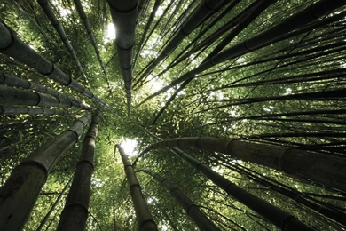 80 Bamboo HD Wallpapers