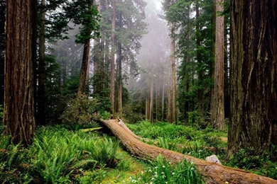 Green Forest Wallpapers B24db Forest Wallpapers