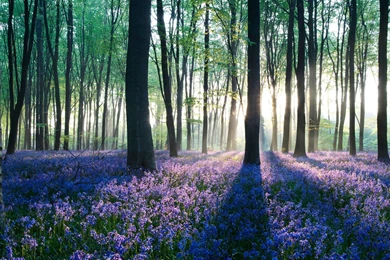 Forest Wallpapers HD