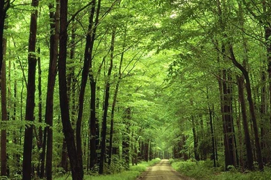 Download Forest Green Hd Nature Wallpapers