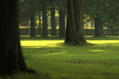 Free HD Forest Wallpaper.jpg