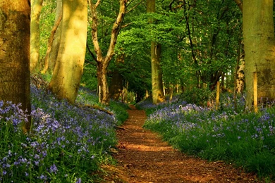 Forest Path HD Wallpapers