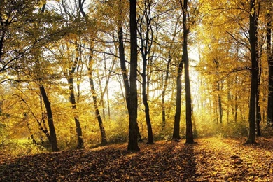 Golden Forest HD Wallpapers By RealityDream On DeviantArt