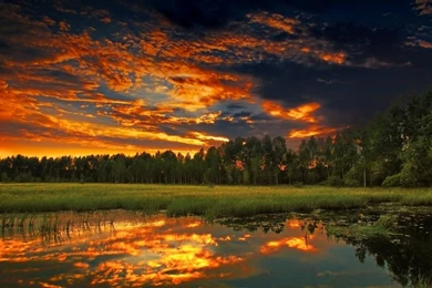 Sunset In The Forest (id: 185705) – BUZZERG