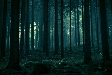 Dark Forest Wallpapers