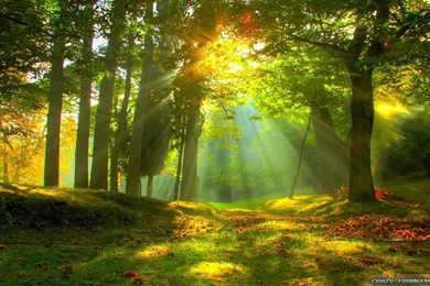 Forest Wallpaper_hd Wallpaper_download Free Wallpapers