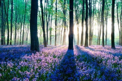 Download Galaxy S4 Forest Wallpapers HD For Free