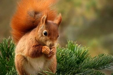 Cute Squirrel Wallpapers