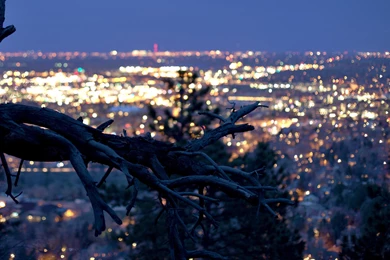 Dry Tree With The City Lights In Backgrounds Uhd Wallpapers   Ultra ...