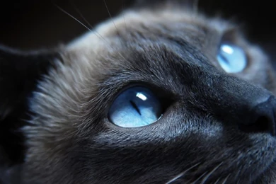 1280x720 Light Blue Eye Cat Wallpapers