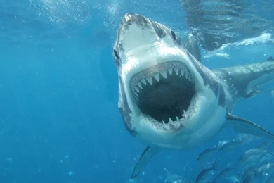 1280x720 White Shark Wallpapers