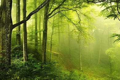 1280x720 Forest Enchanted Wallpapers