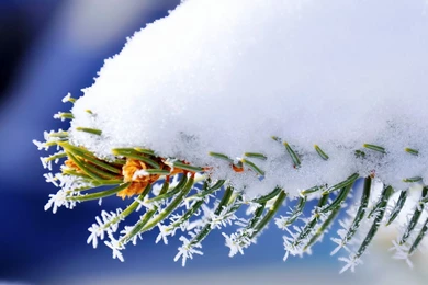 Download Wallpapers 1920x1080 Branch, Snow, Spruce, Winter Full HD ...