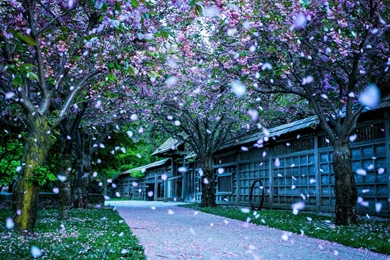 Nature Wallpapers With Snowy Winter Flower