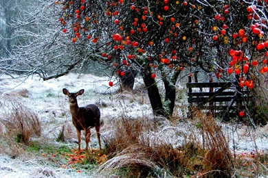 Download Wallpapers 1920x1080 Deer, Winter, Snow, Walk, Forest ...