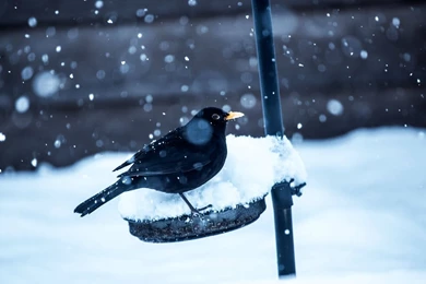 Download Wallpapers 1920x1080 Birds, Crow, Snow, Winter Full HD ...