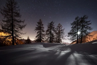 Download Wallpapers 1920x1080 Winter, Trees, Snow, Night, Landscape ...