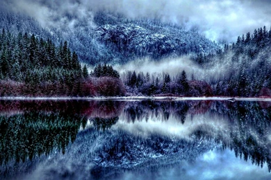 Winter Forest HD Wallpaper, Winter Forest Pictures, New Wallpapers