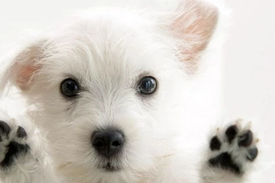 Puppy Desktop Wallpapers