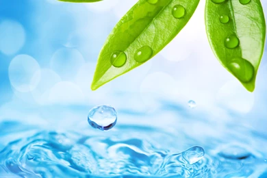 Download Texture: Green Leaves, Drop Water Background, Texture ...