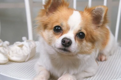 Desktop Wallpapers Puppies Jpg   PowerballForLife