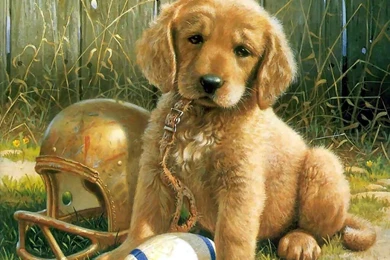 Top Desktop Puppy 13 Images For Pinterest