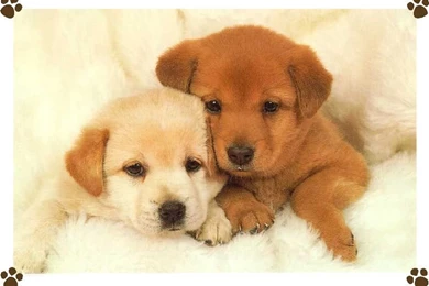 Puppies Wallpapers Desktop 23 Backgrounds Wallpapers   Hivewallpaper.com