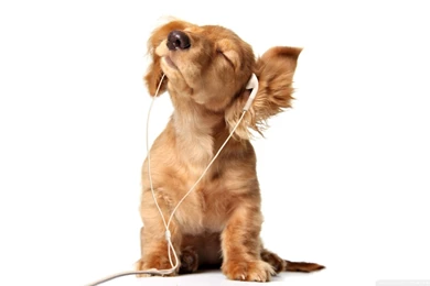 Cocker Spaniel Puppy Animal HD Desktop Wallpapers