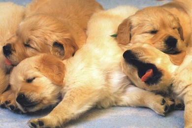 Free A Pile Of Puppies Free Dog Puppies Wallpapers Computer Desktop ...