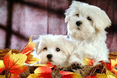 Home Animal Cute Bichon Puppies Hd Desktop Wallpapers ...