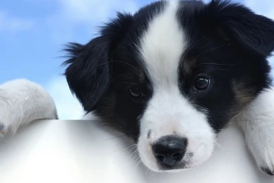 1920x1080 Cute White And Black Puppy Desktop PC And Mac Wallpapers